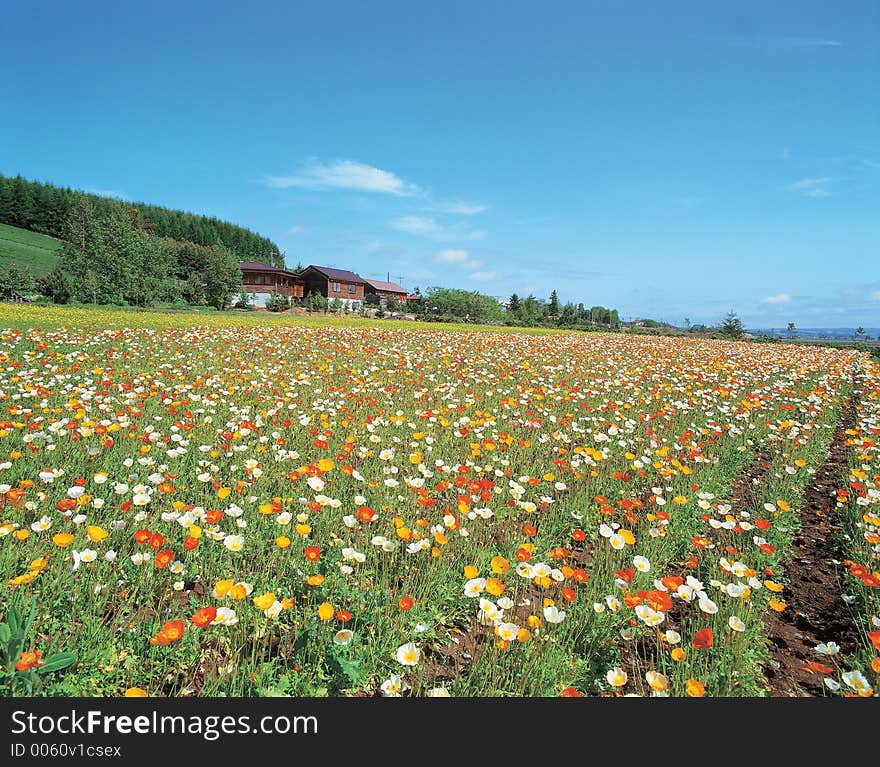 Flowers and House