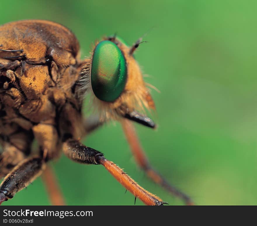 Insect and Nature