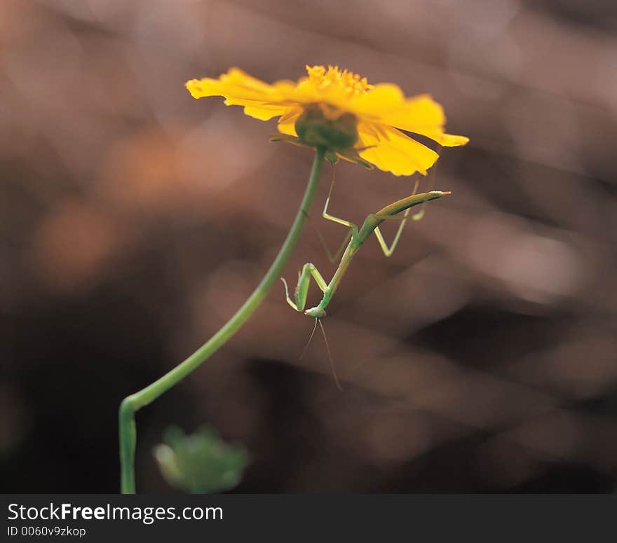 Mantis And Flower