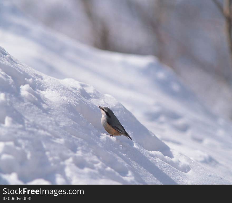 Bird And Snow