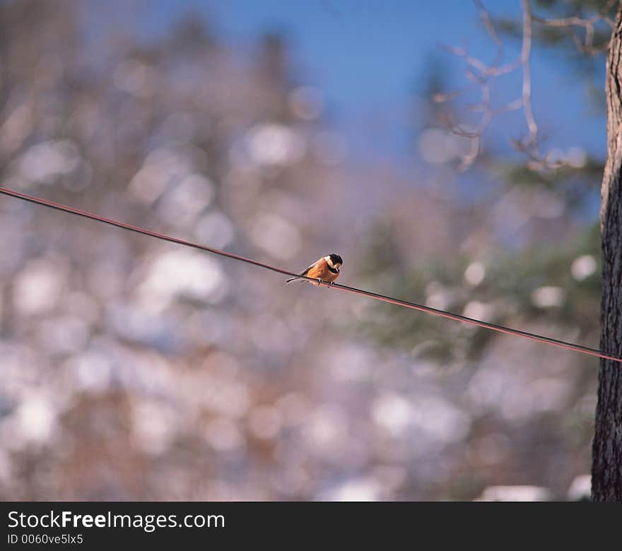 Line and Bird Details