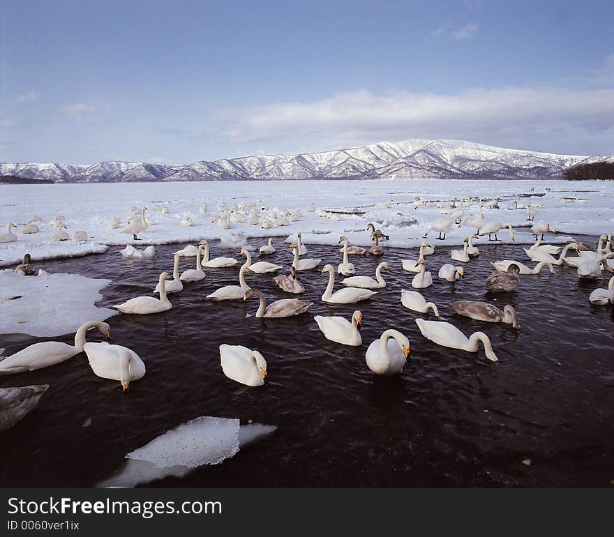 Ducks And Water