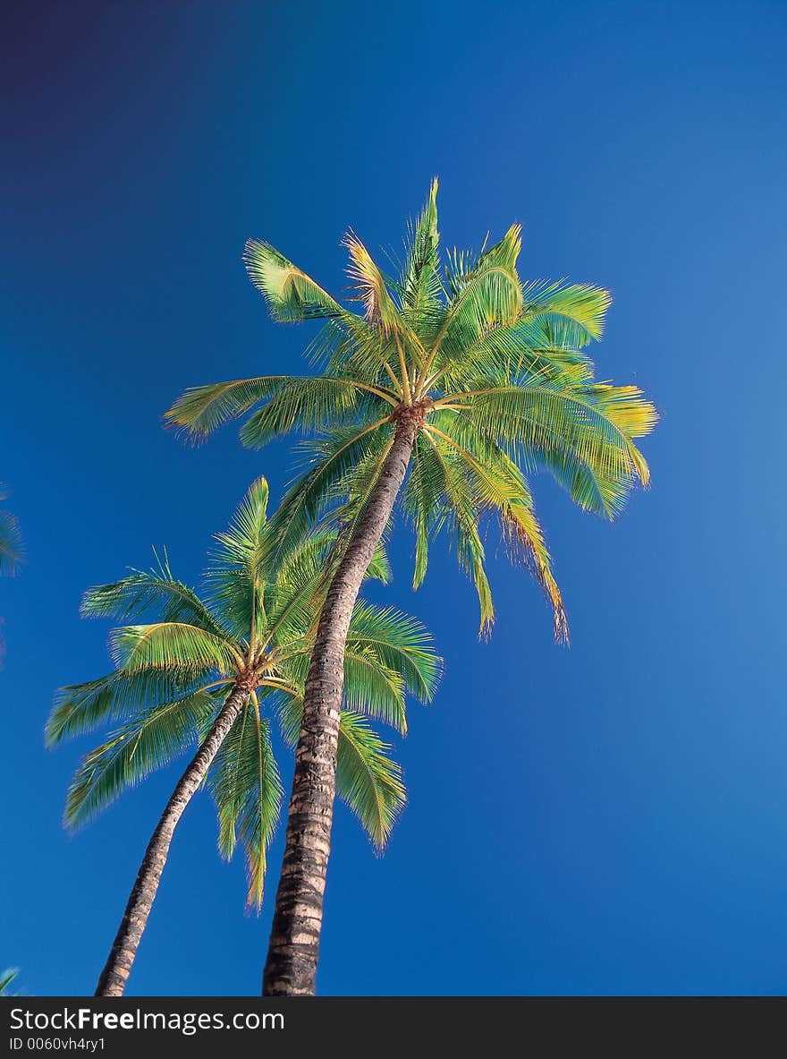 Trees and Sky Details