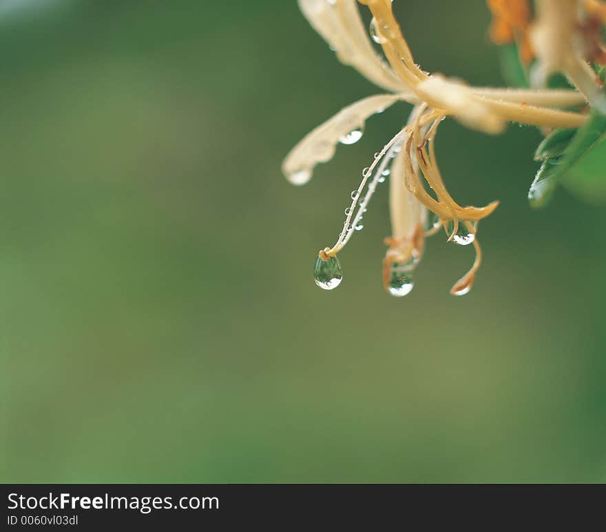 Dew And Flower