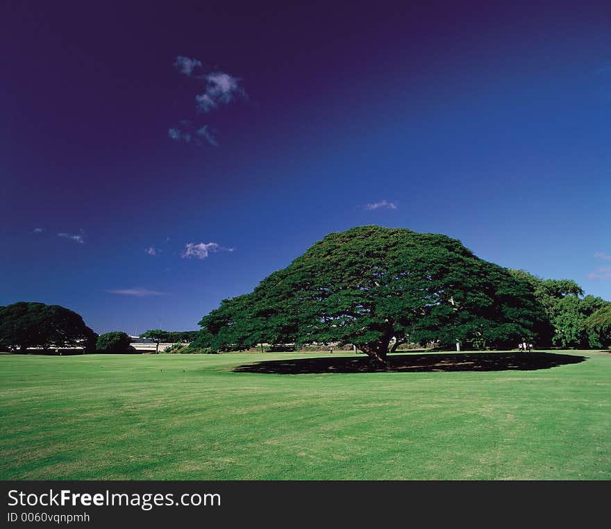 Tree with Ground