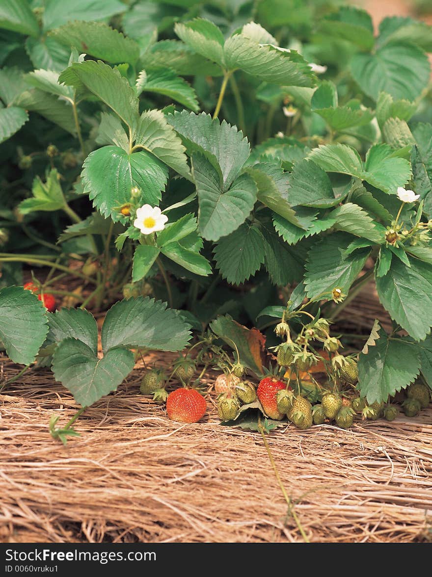 Strawberries with Leaves