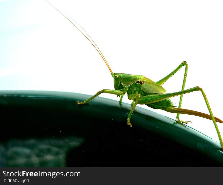 Green Grasshopper