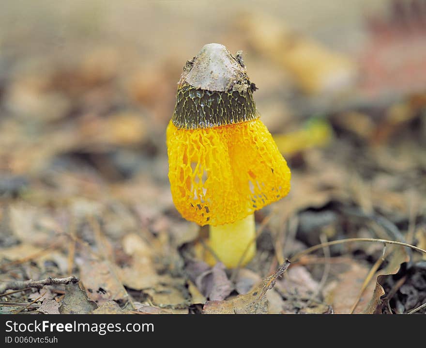 Mushroom On Leaves