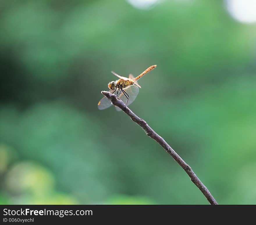 Dragonfly With Cane