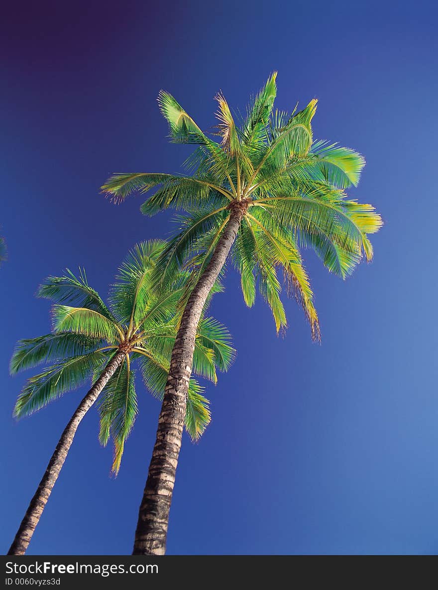 Trees with Sky Details