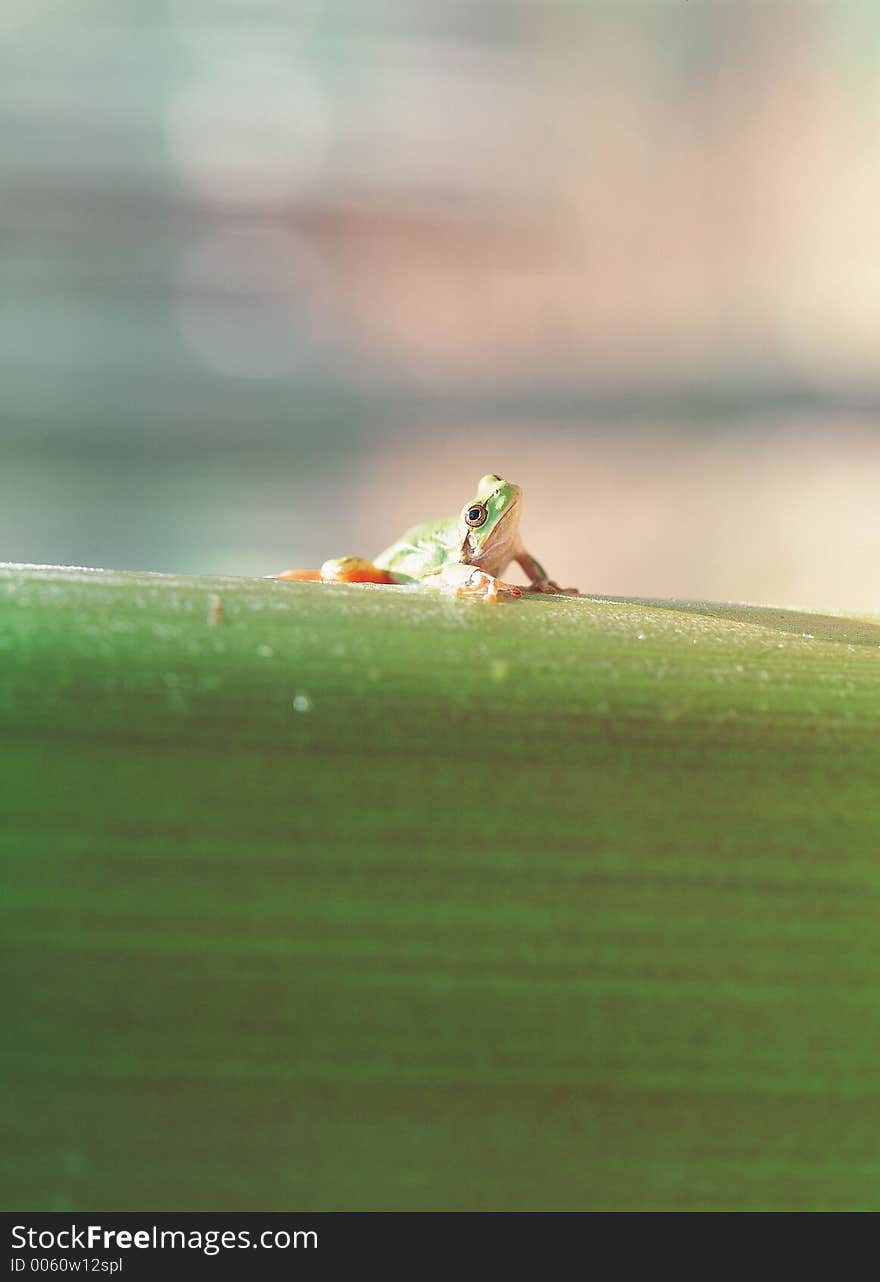 Frog on Branch