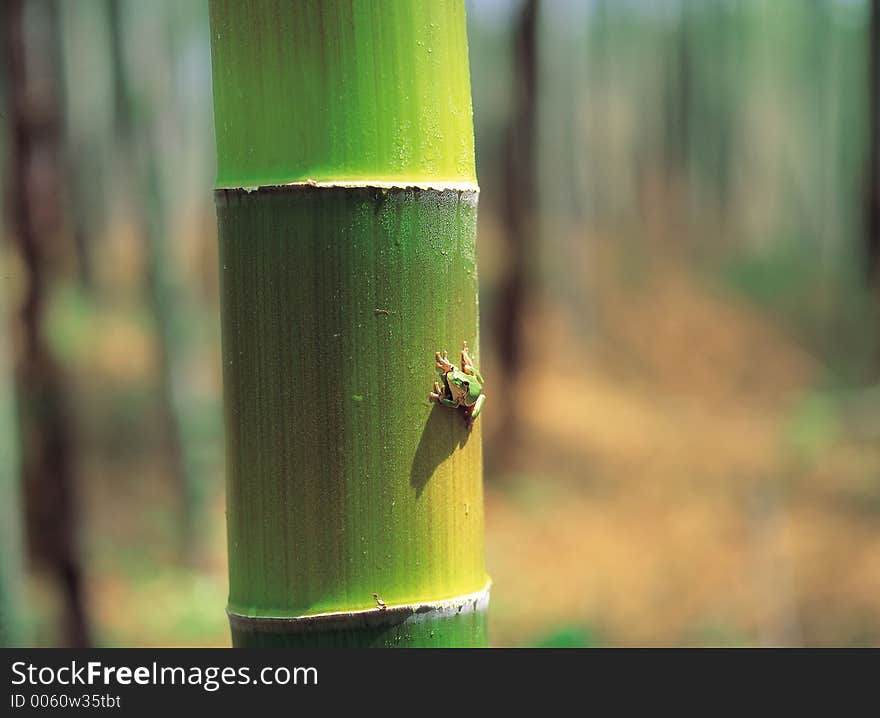 Frog On Bamboo