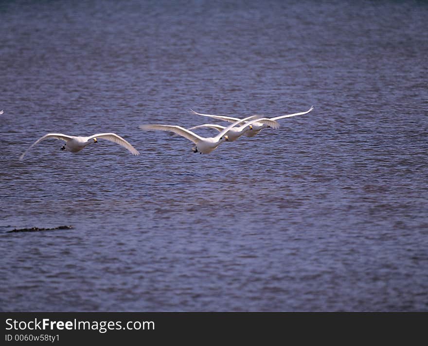 Birds and Sea