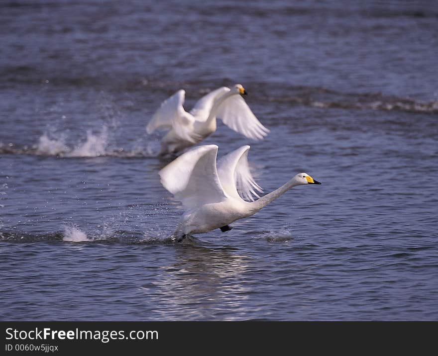 Bird and Water Details