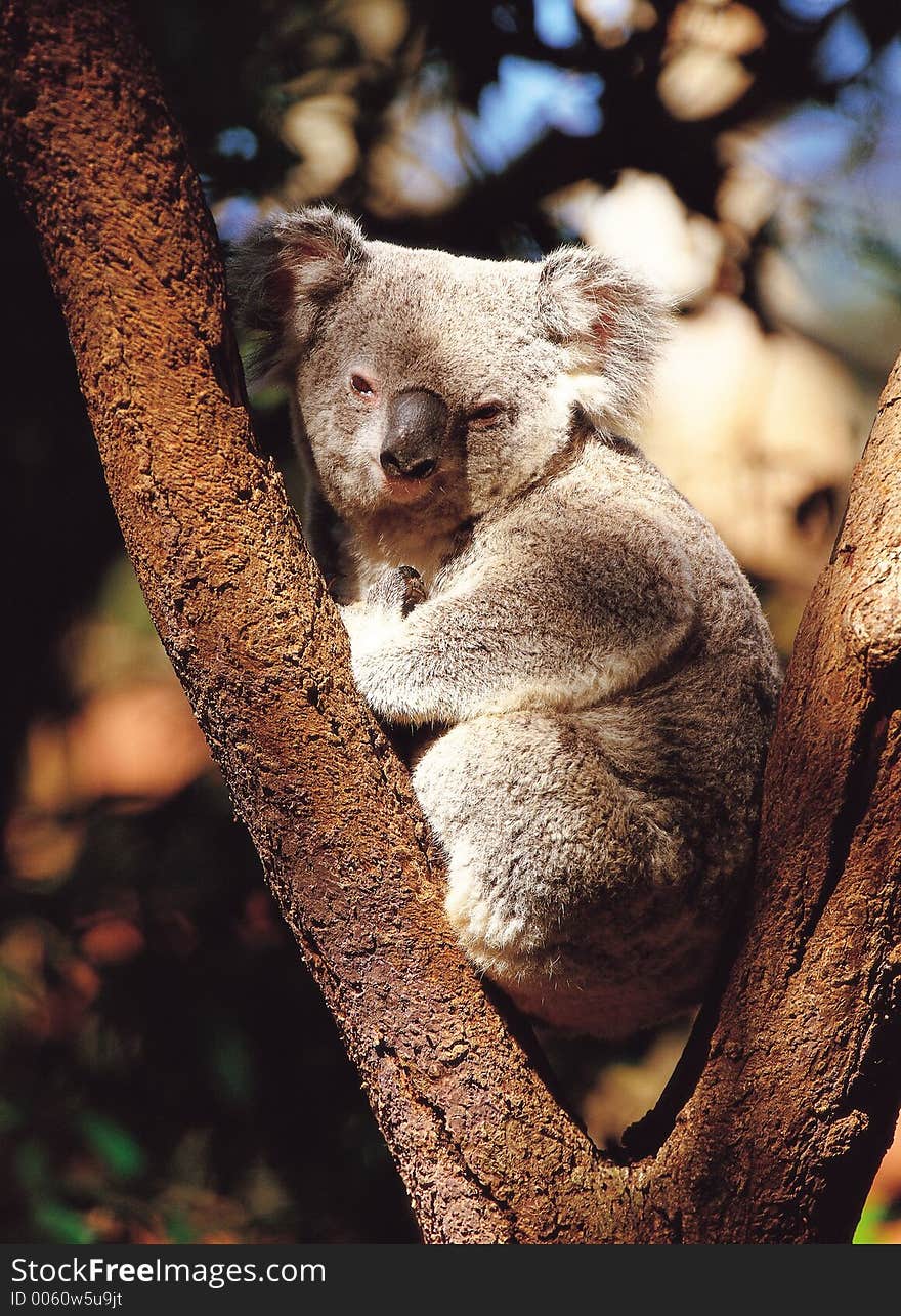 Koala with Tree