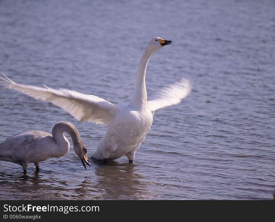 Bird in Water Details