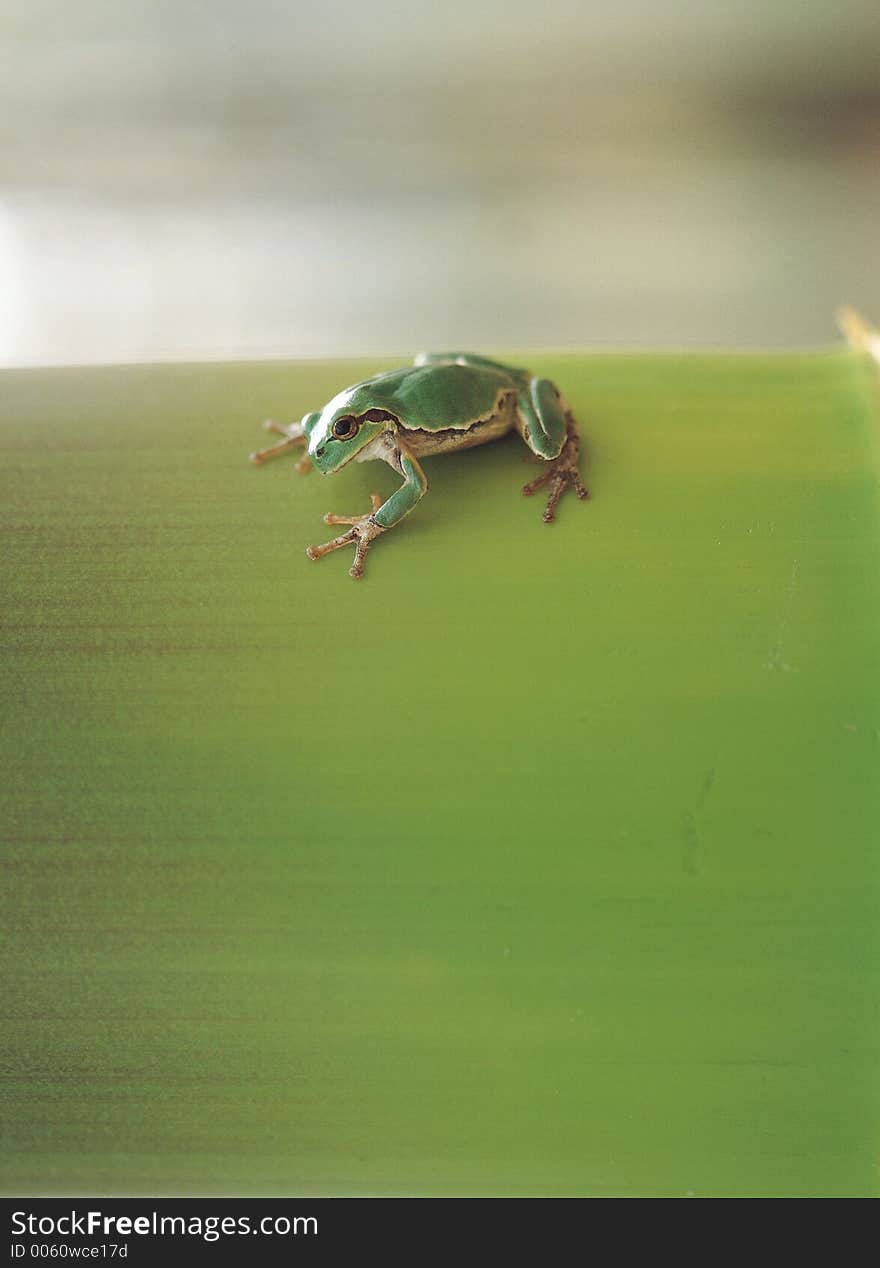 Frog on Bamboo