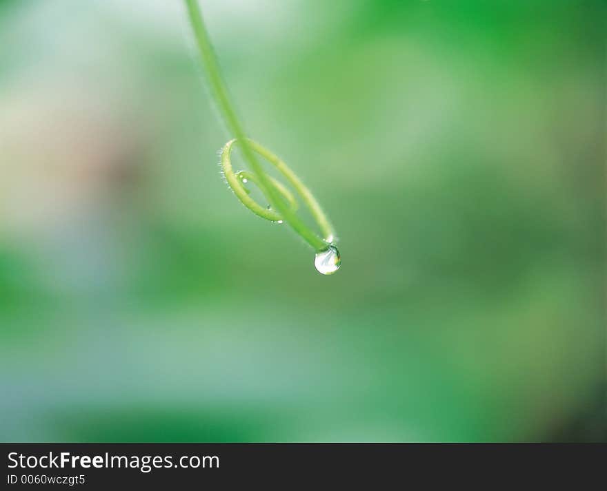 Dew with Vine Details