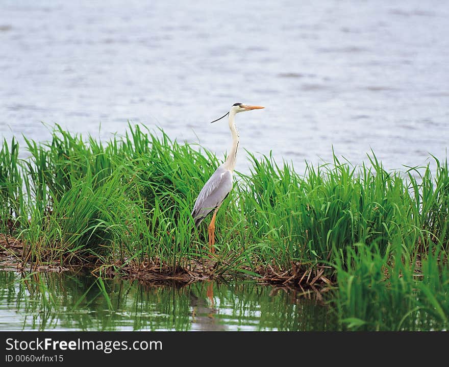 Bird and Grass