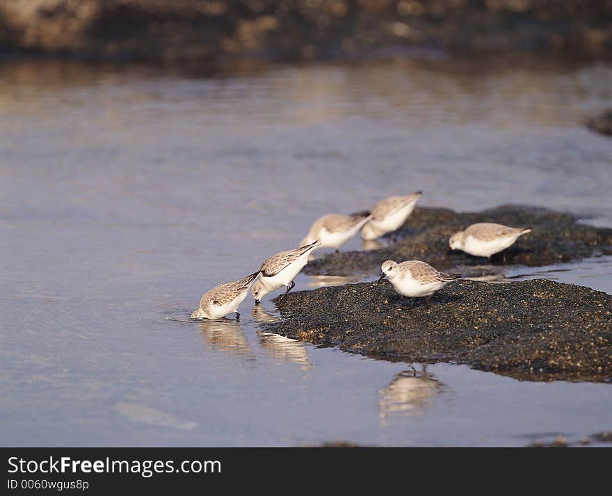 Birds and Sand