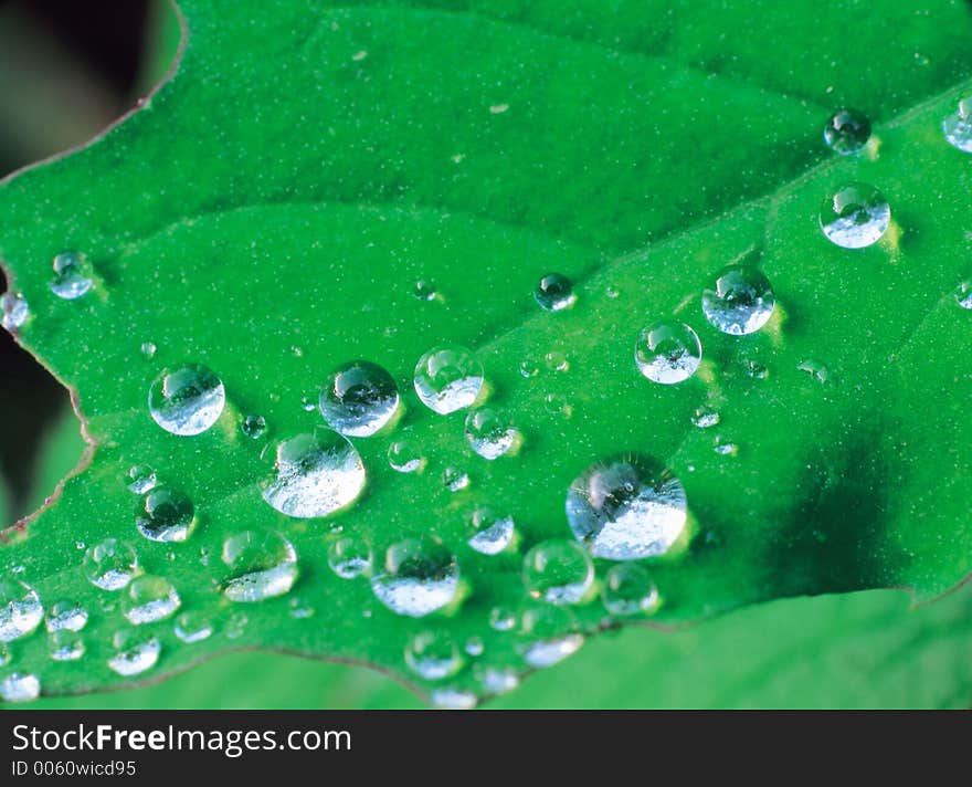 Dews on Leaf