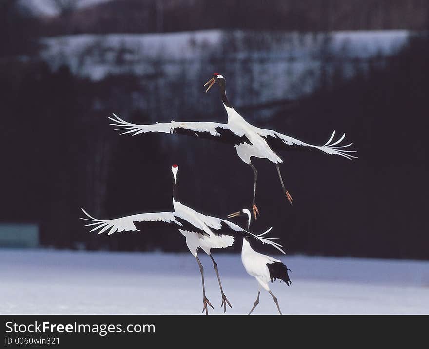 Birds Above Snow