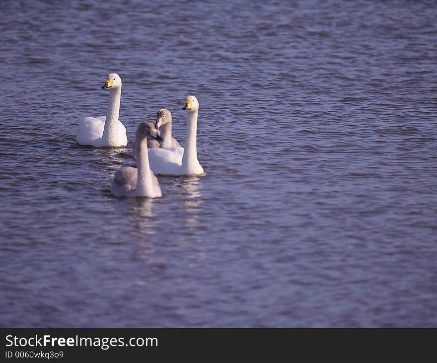 Ducks on Sea