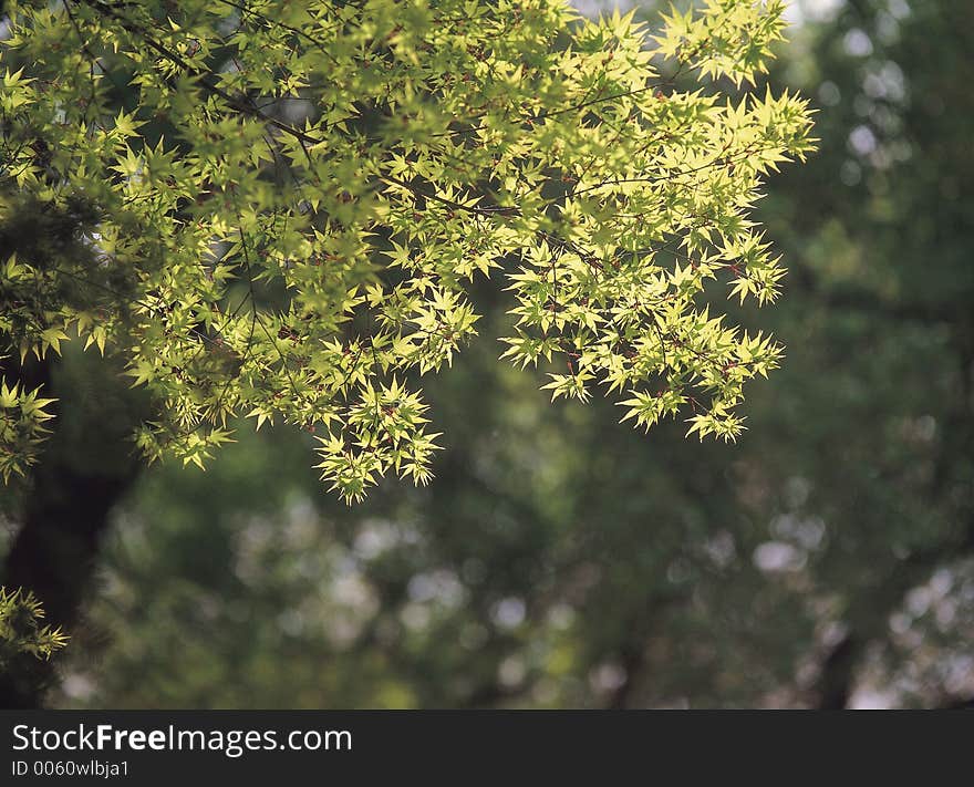 Leaves and Sunshine