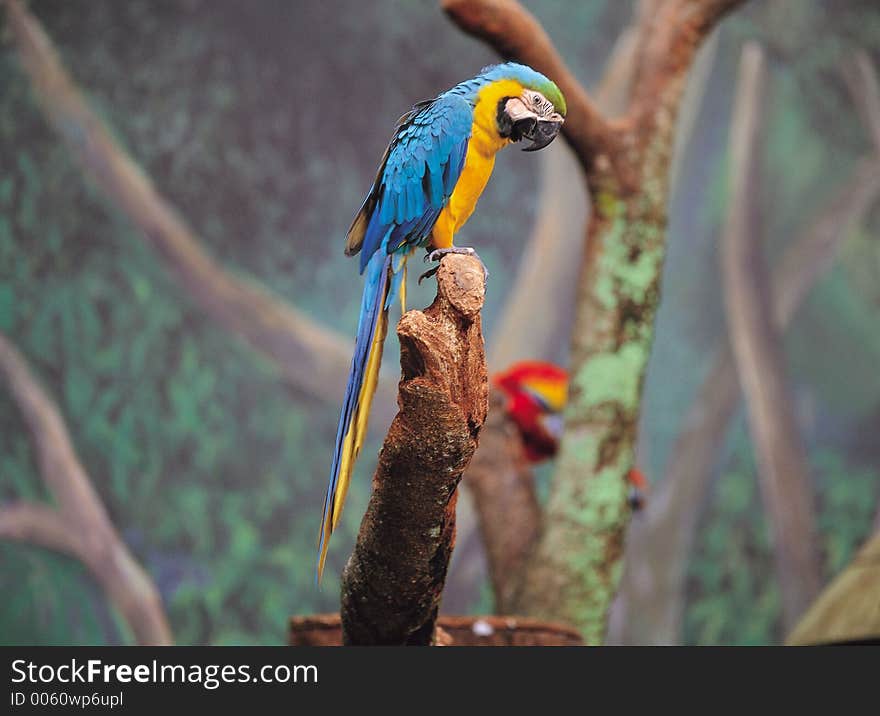 Bird by Tree Details