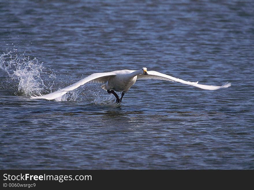 Bird with Waterdrops Details