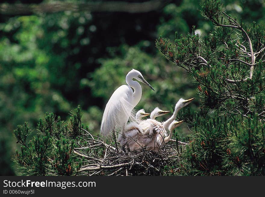 Branch below Bird