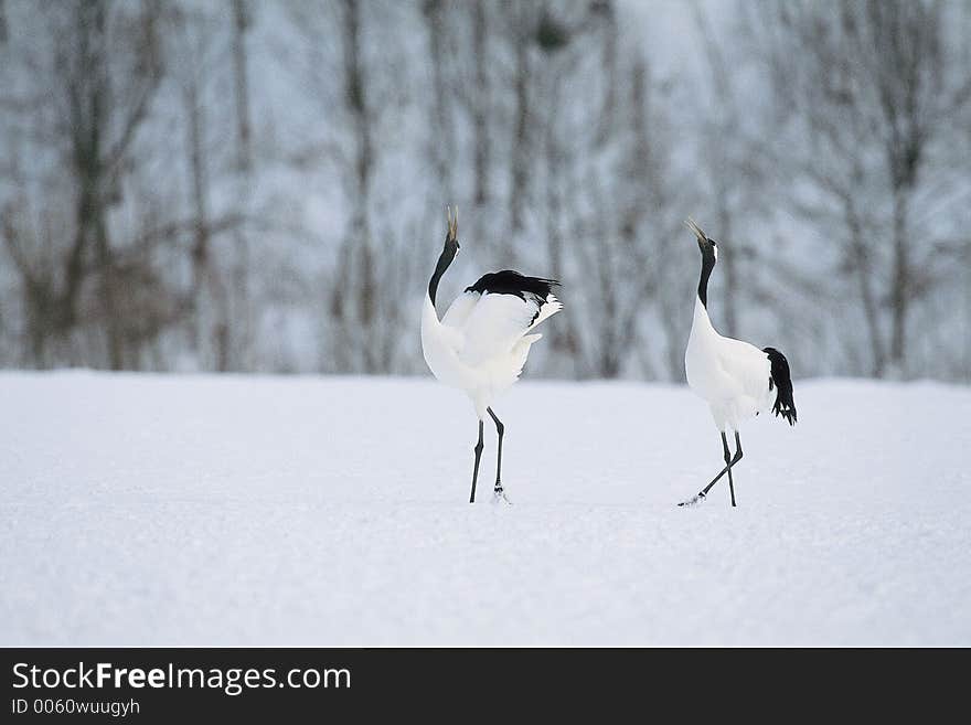 Snow below Birds