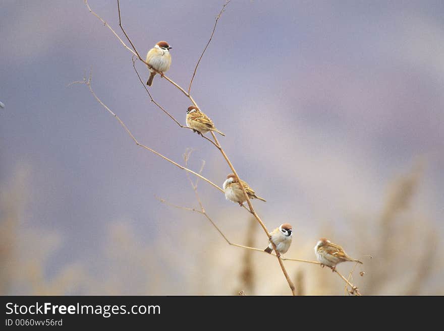 Branch below Birds