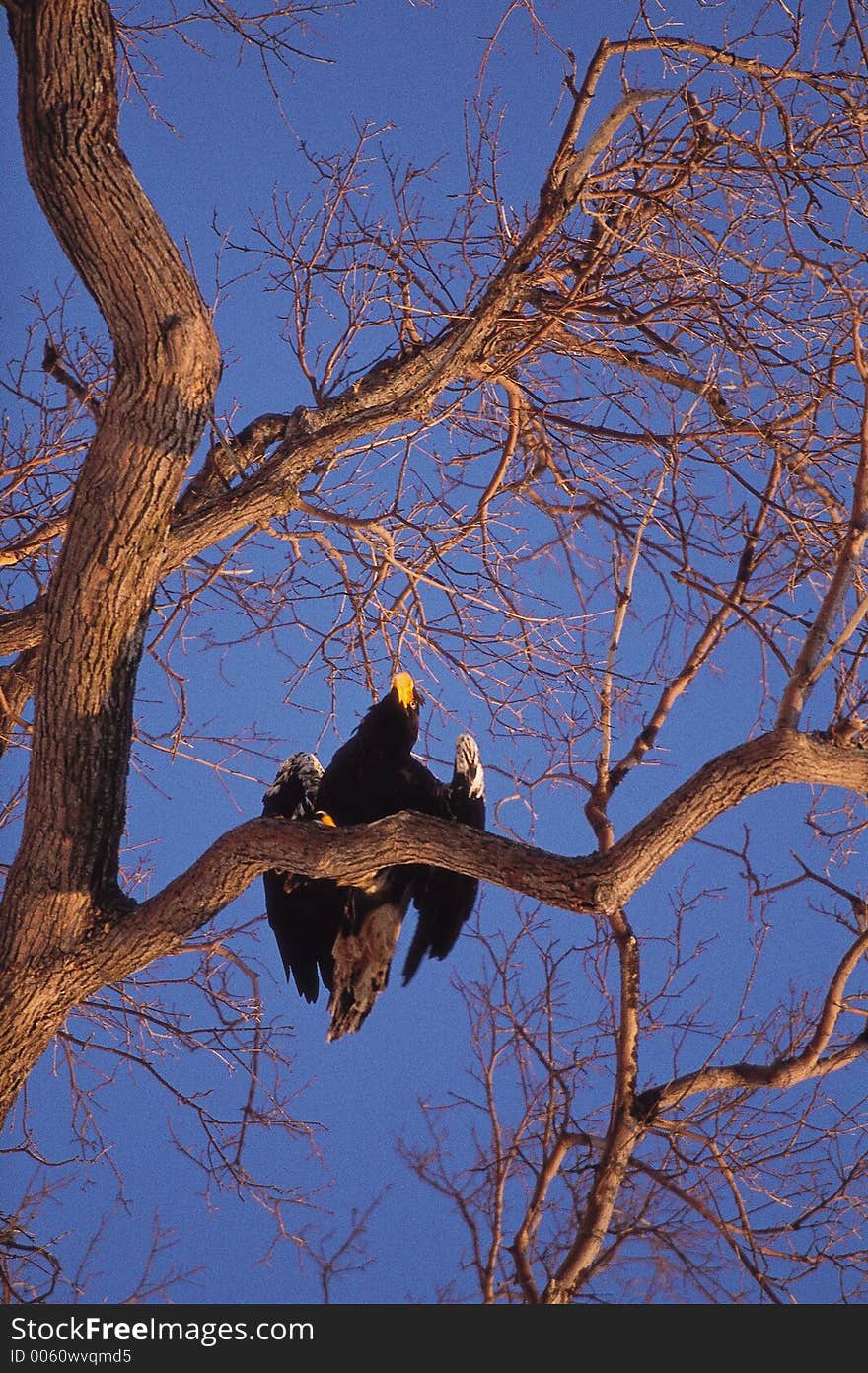 Eagle and Tree