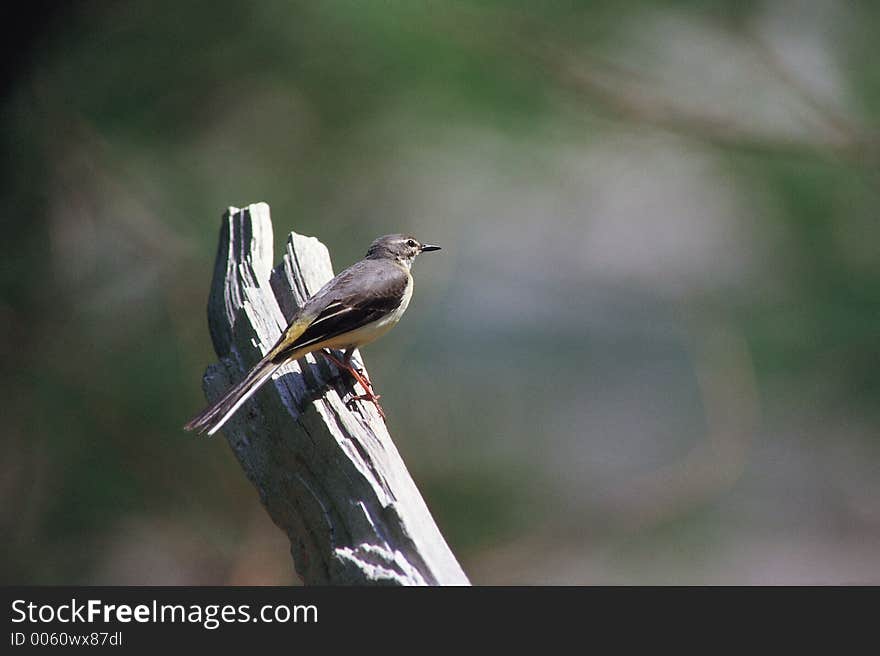 Tree below Bird