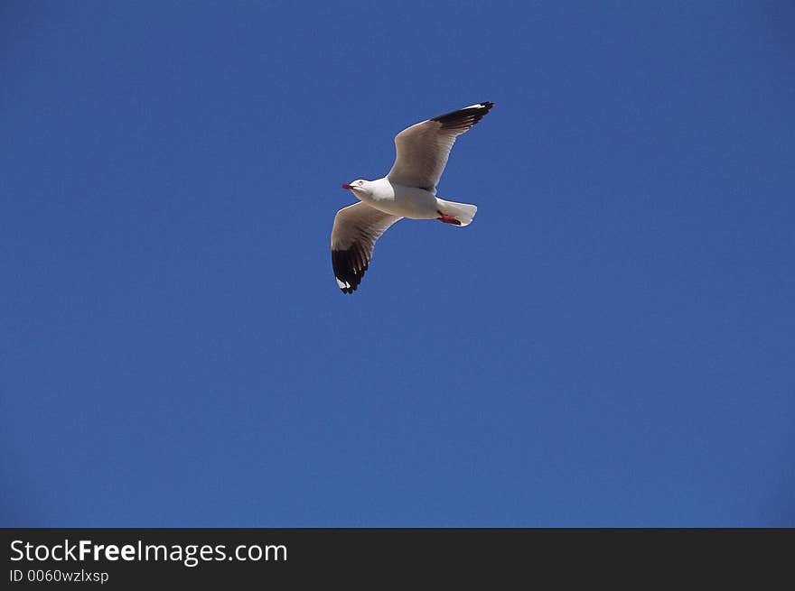 Bird and Sky