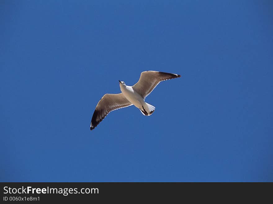 Bird and Sky