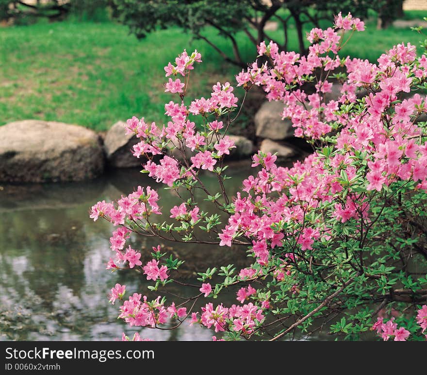 Flowers and Fountain Details