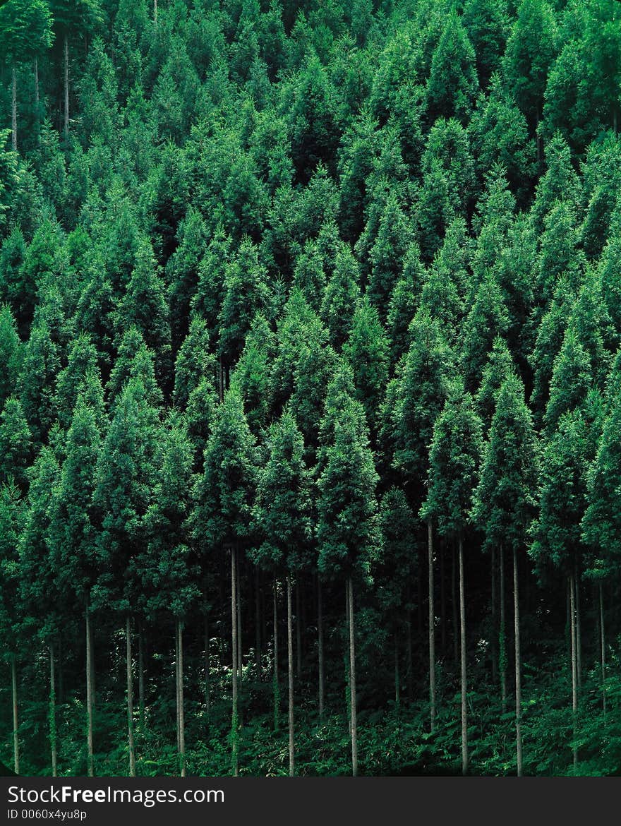 Trees above Grass Details