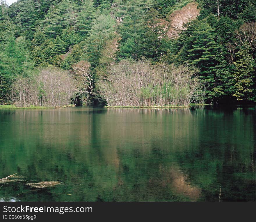 Forest beside Lake Details