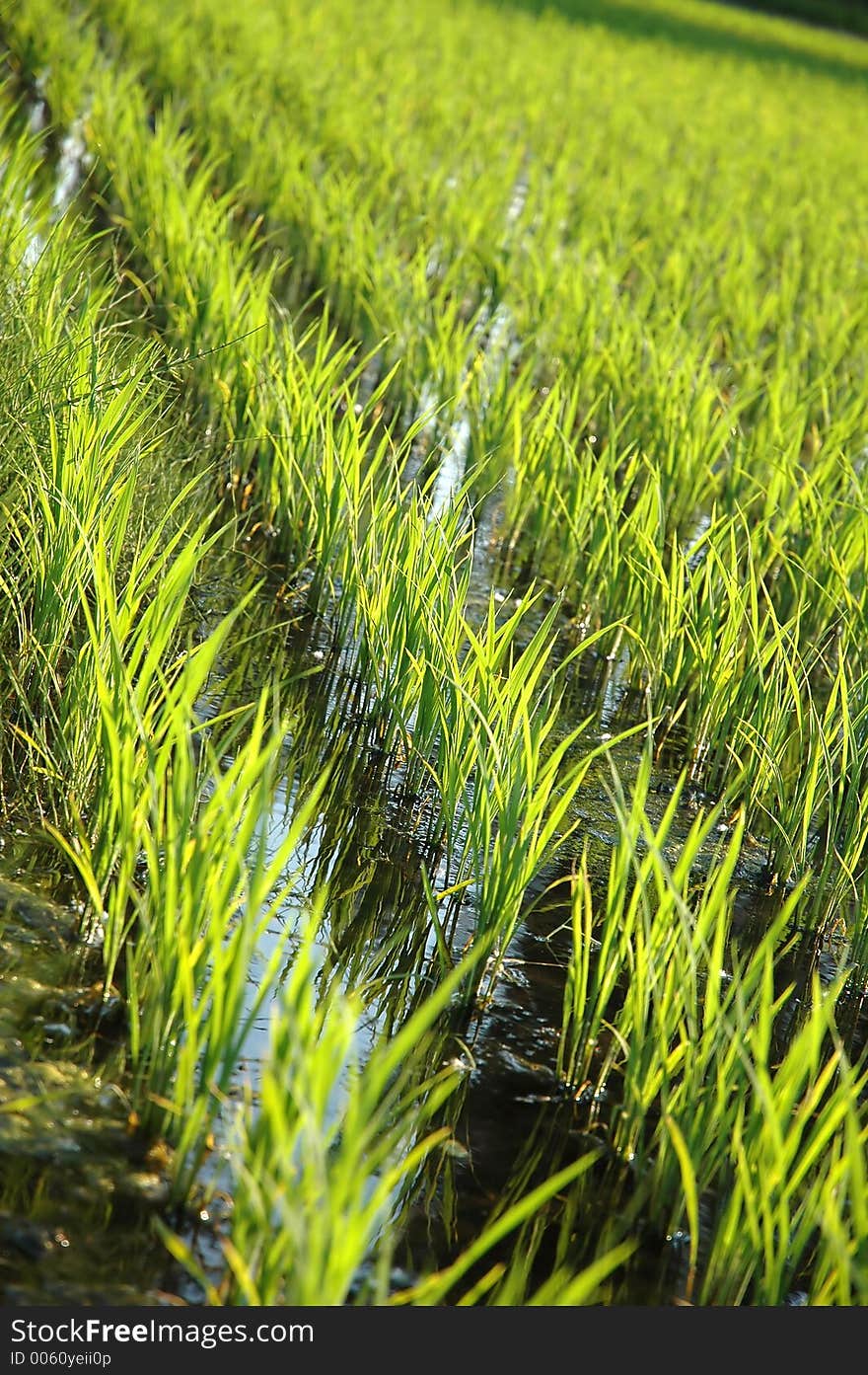 Rice field