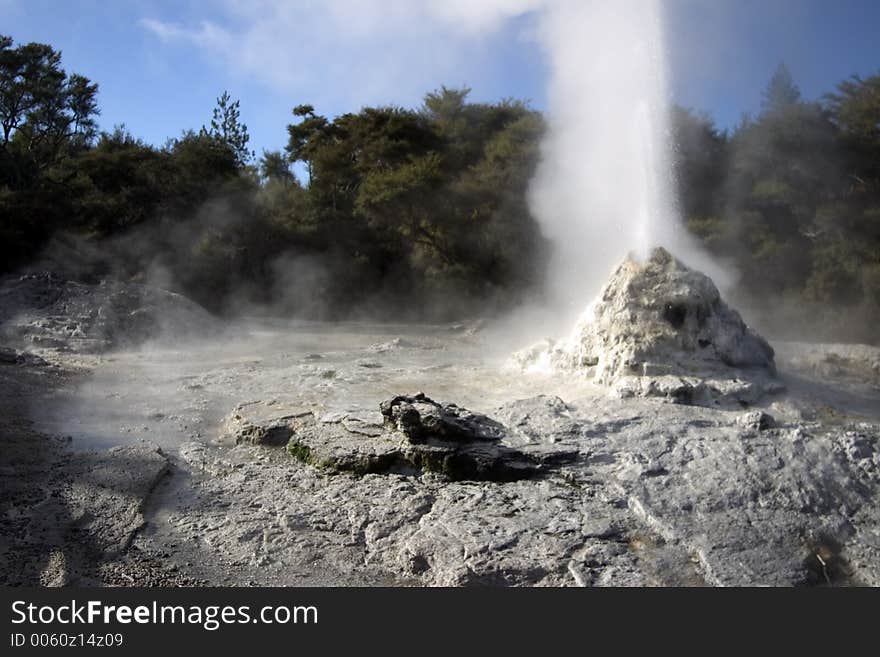 Whoosh! Eruption of Lady Knox geyser in Rotorua, New Zealand