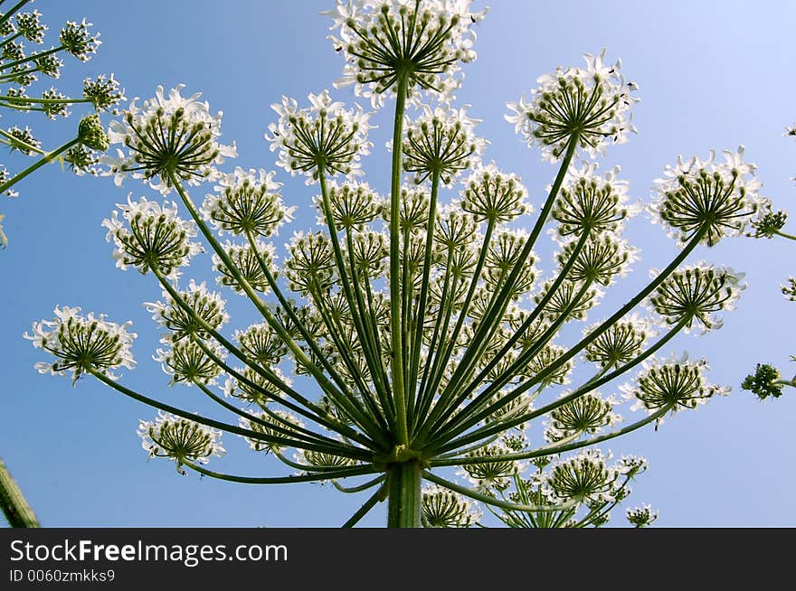 Hogweed seen from below. Hogweed seen from below