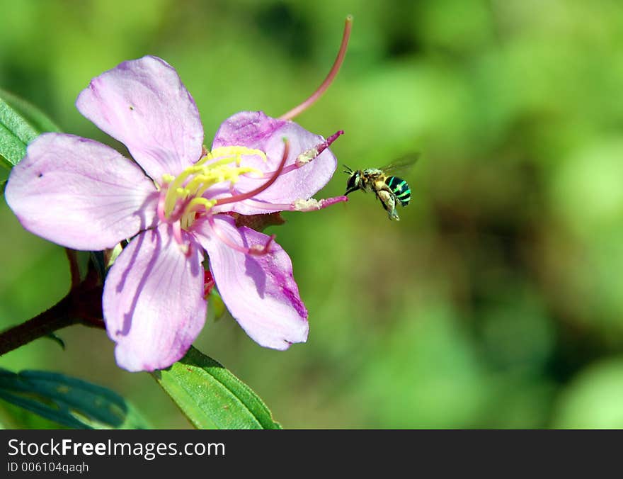 Pollen Bee 3