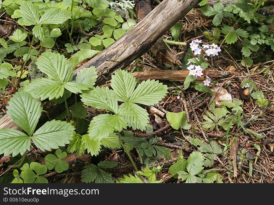 Forest vegetation