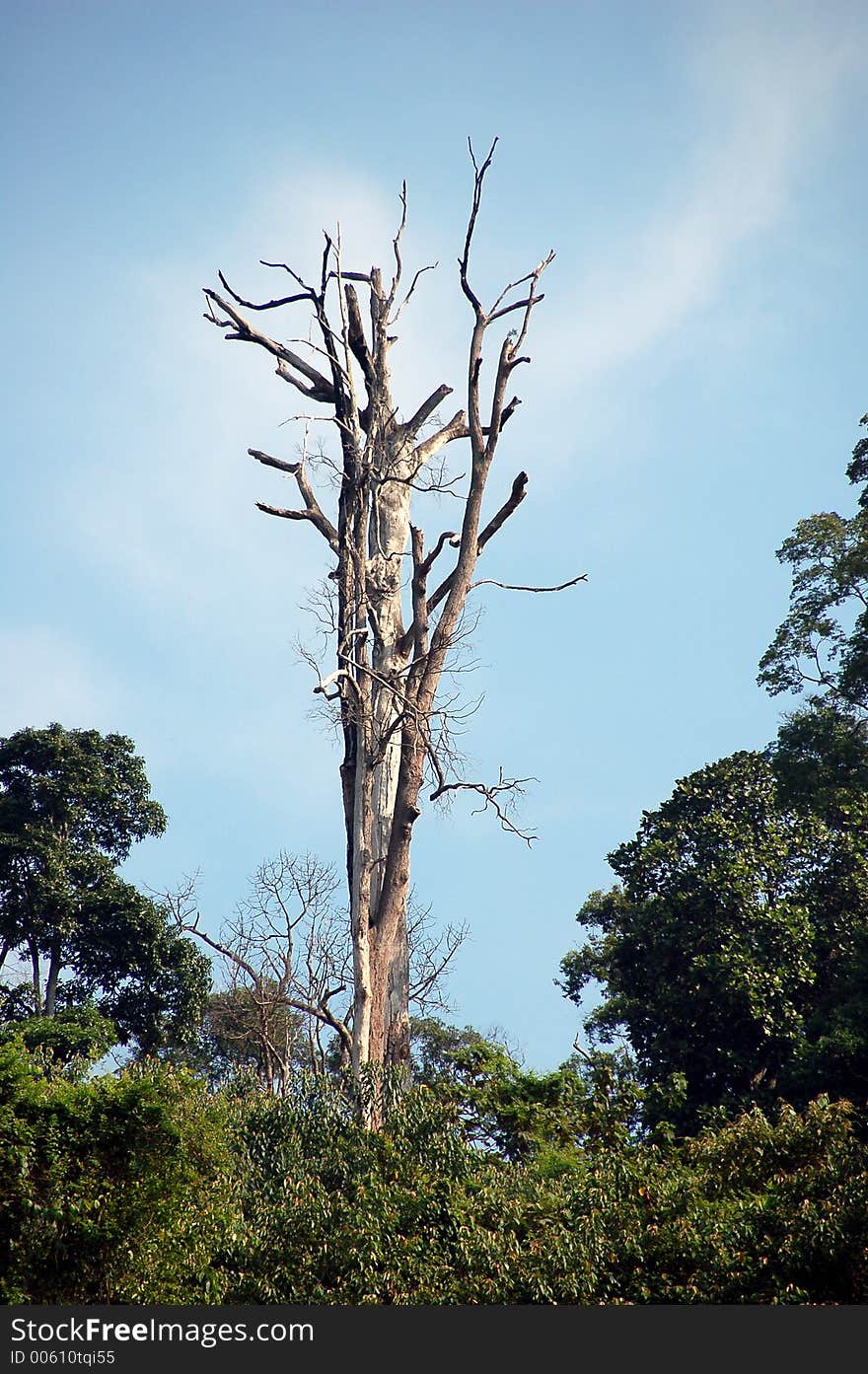 Dead tree in forest next to a road