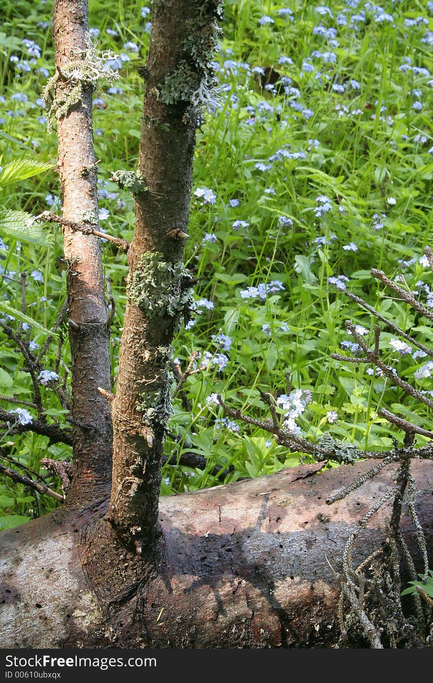 Forest vegetation III