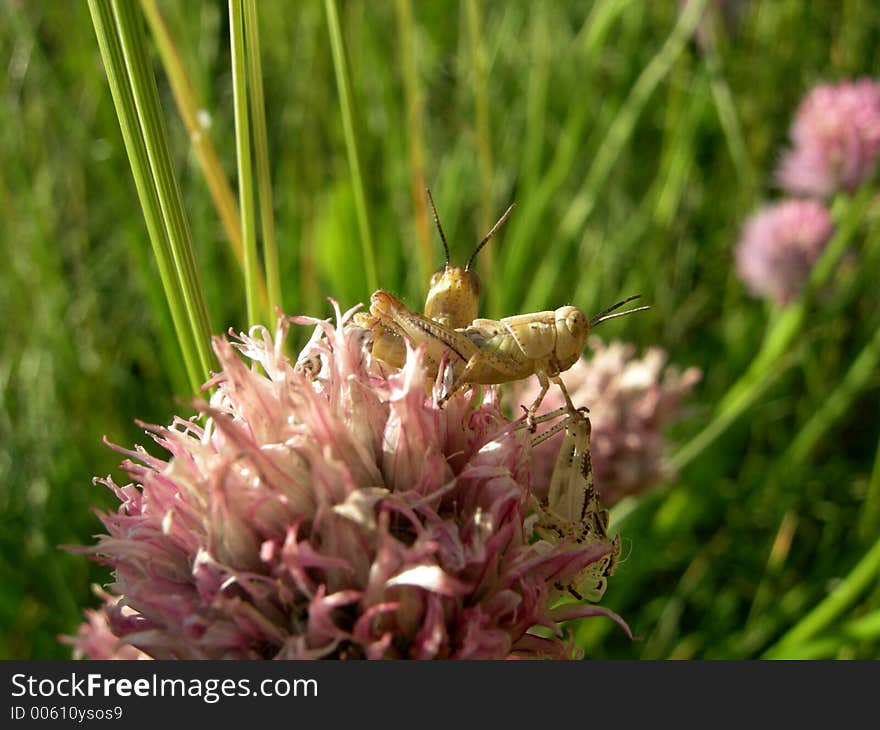 Grasshoppers on a flower