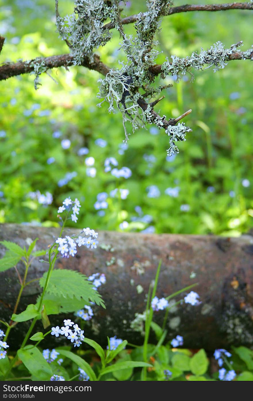 Forest vegetation III