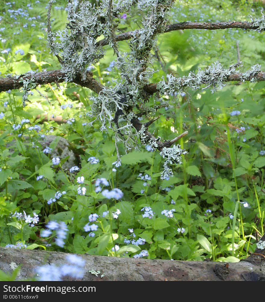 Forest vegetation III